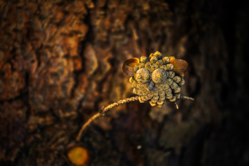 Cone tree autumn season garden 