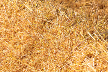 Fototapeta premium Texture of freshly mown wheat straw in the field.