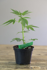 Piantine di Cannabis Light, Marijuana 