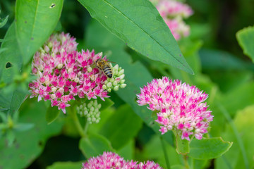 Delicate pink and red flowers of Sedum with bee