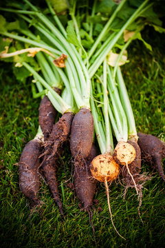 jardin potager organique naturel biologique l&eacute;gumes courges et potirons  de la terre &agrave; la cuisine