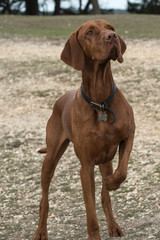 A young vizsha with a raised paw watching its handler closely