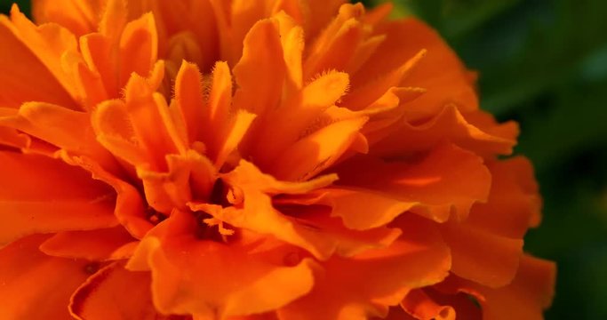 Tagetes Marigold flowers, extreme closeup.