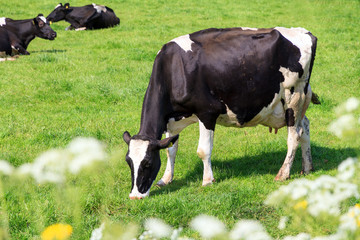 Beautiful black and white marked cow (Holstein Friesians, Bos Taurus) in a pasture in spring in the Netherlands
