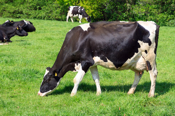 Beautiful black and white marked cow (Holstein Friesians, Bos Taurus) in a pasture in spring in the Netherlands
