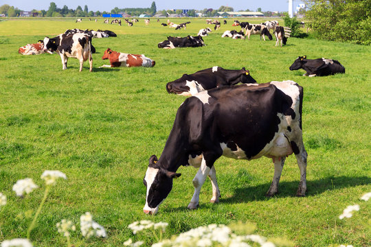 Beautiful black and white marked cow (Holstein Friesians, Bos Taurus) in a pasture in spring in the Netherlands
