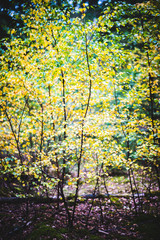 Autumnal leaves on a Birch tree saplingNatural Woodland