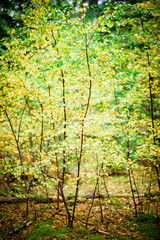 Autumnal leaves on a Birch tree saplingNatural Woodland