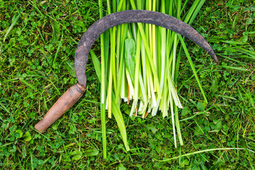 Sickle with a cut plant lies on the grass from above