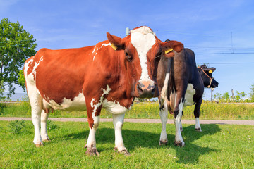Fototapeta na wymiar Beautiful brown-red and white marked cow (Holstein Friesians, Bos Taurus) in a pasture in spring in the Netherlands