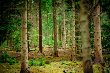 Obraz premium Natural Woodland UK