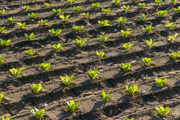 Campo cultivado de lechugas verdes