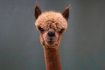 Foto op Plexiglas Lama Lichtbruine alpaca