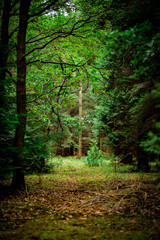 Natural Woodland Enviroment with moss covered ground.