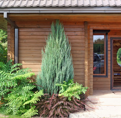 Beautiful ornamental bushes grow near a wooden farmhouse