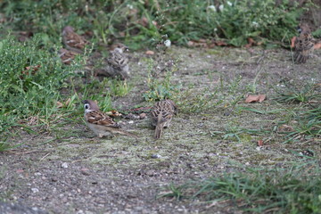 sparrow on the grass