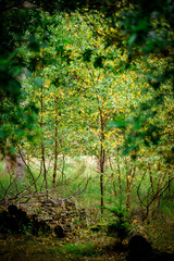 Yellow and Green autumn leaves, Natural Woodland