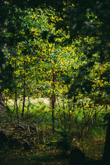 Yellow and Green autumn leaves, Natural Woodland