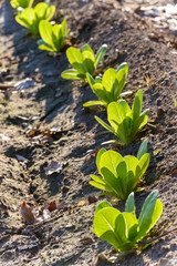 Pequeña tira de lechugas cultivadas en un campo