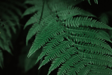 Beautiful dark natural fern pattern background made with young green fern leaves