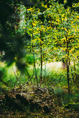 Yellow and Green autumn leaves, Natural Woodland