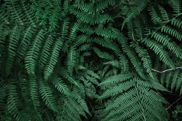 Beautiful dark natural fern pattern background made with young green fern leaves