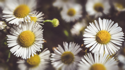 Fototapeta premium Flower