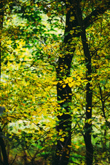 Yellow and Green autumn leaves, Natural Woodland