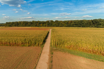 Maisfelder in der Sommersonne