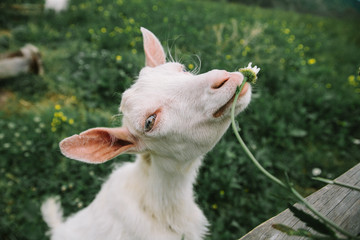 little cute white goats are chewing grass and flowers on the Carpathian cheese farm in the mountains