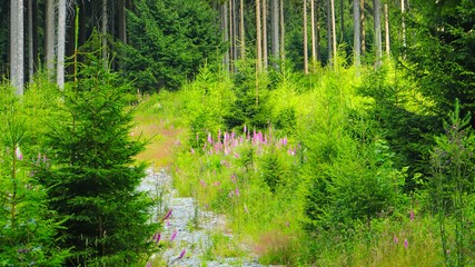 Obraz premium glockenblumen im wald