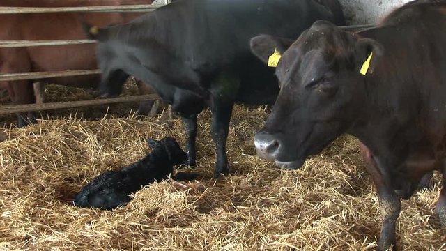 2 in 1 mother cow licking her newborn calf 