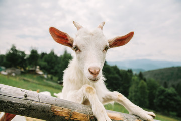 Portrait of a small cute white goat on a Carpathian cheese farm in the mountains