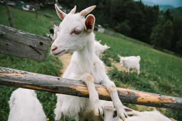 Portrait of a small cute white goat on a Carpathian cheese farm in the mountains