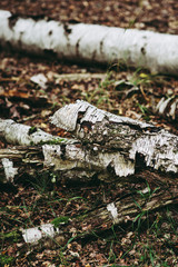 Decaying Silver birch tree, Natural Woodland