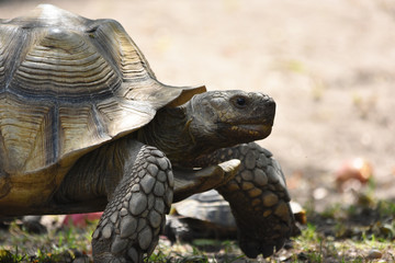 Obraz premium Giant Tortoise / Turtle