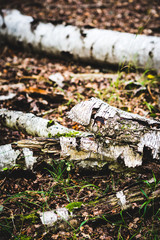 Decaying Silver birch tree, Natural Woodland