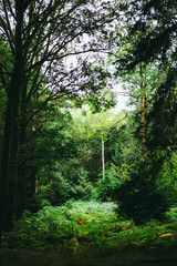 Natural Woodland clearing with Ferns growing.