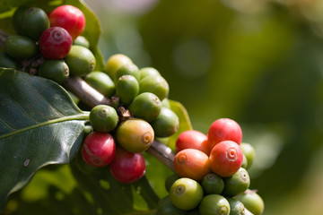 Coffee beans on the branches are green and red, and green leaves are beautiful and the background is green blur.