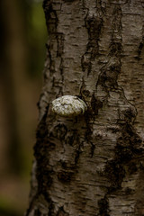 Fungus growing from a tree trunk, Natural Woodland