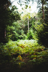 Ferns growing in a clearing, Natural Woodland