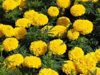 マリーゴールド、