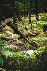 Ferns growing around a fallen tree, Natural Woodland