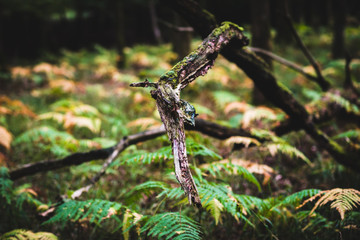 Ferns growing around a fallen tree, Natural Woodland