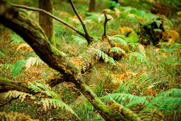 Ferns growing around a fallen tree, Natural Woodland