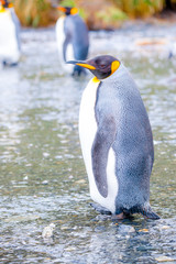 Fototapeta premium Beautiful shots of cute penguins in the Antarctica snow
