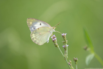 Small white butterfly perches on purple flowers of verbena brasiliensis.