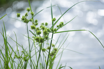 Tall nutgrass grass by the river.