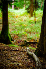 Natural Woodland UK