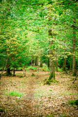 Fototapeta premium Hiking Trail, Natural Woodland